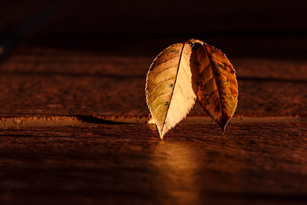 leaf-409258_1280